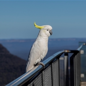 Cacatua galerita at Katoomba, NSW - 27 Jul 2022 01:46 PM