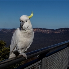 Cacatua galerita at Katoomba, NSW - 27 Jul 2022 01:46 PM