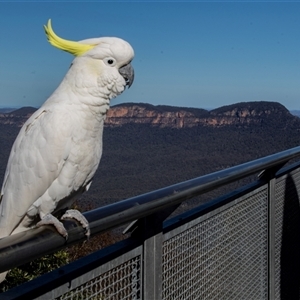 Cacatua galerita at Katoomba, NSW - 27 Jul 2022 01:46 PM