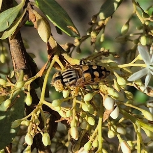 Eristalinus punctulatus (Golden Native Drone Fly) at Captains Flat, NSW by clarehoneydove