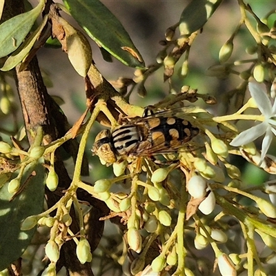 Eristalinus punctulatus (Golden Native Drone Fly) at Captains Flat, NSW - 12 Jan 2025 by clarehoneydove