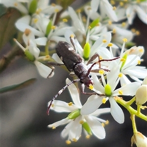 Pempsamacra pygmaea at Captains Flat, NSW - 12 Jan 2025