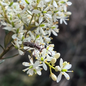 Pempsamacra pygmaea at Captains Flat, NSW - 12 Jan 2025