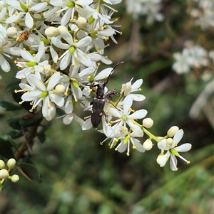 Pempsamacra pygmaea at Captains Flat, NSW - 12 Jan 2025