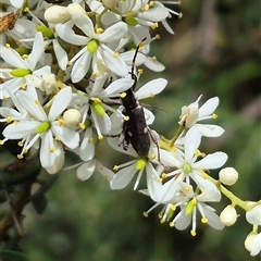 Pempsamacra pygmaea at Captains Flat, NSW - 12 Jan 2025