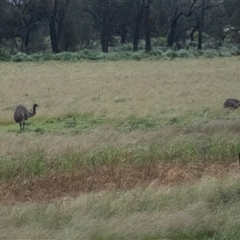 Dromaius novaehollandiae (Emu) at Yanga, NSW - 24 Oct 2022 by AlisonMilton