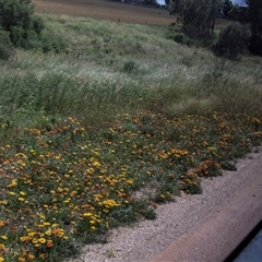 Gazania sp. at Bookpurnong, SA - 25 Oct 2022 by AlisonMilton