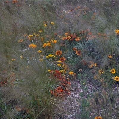 Gazania sp. at Bookpurnong, SA - 25 Oct 2022 by AlisonMilton