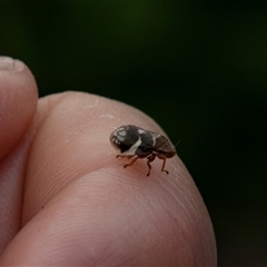 Unidentified Leafhopper or planthopper (Hemiptera, several families) at Glossop, SA - 26 Oct 2022 by AlisonMilton