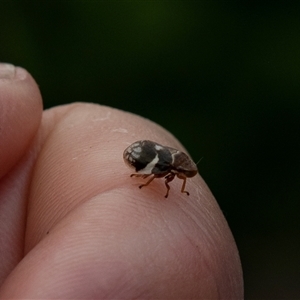 Unidentified Leafhopper or planthopper (Hemiptera, several families) at Glossop, SA by AlisonMilton