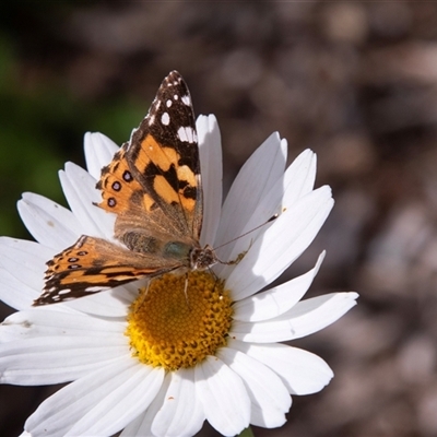 Vanessa kershawi (Australian Painted Lady) at Glossop, SA - 26 Oct 2022 by AlisonMilton