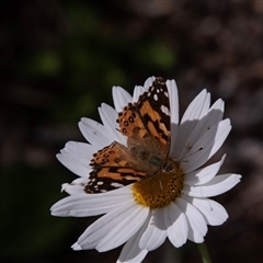 Vanessa kershawi at Glossop, SA - 26 Oct 2022 01:55 PM