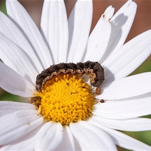 Helicoverpa armigera at Glossop, SA by AlisonMilton