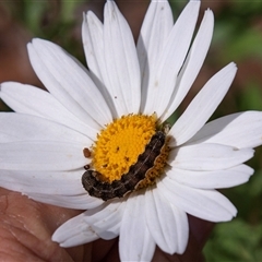 Helicoverpa (genus) at Glossop, SA - 26 Oct 2022 01:55 PM