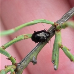 Rhyparida halticoides (Leaf beetle) at Primrose Valley, NSW - 12 Jan 2025 by clarehoneydove