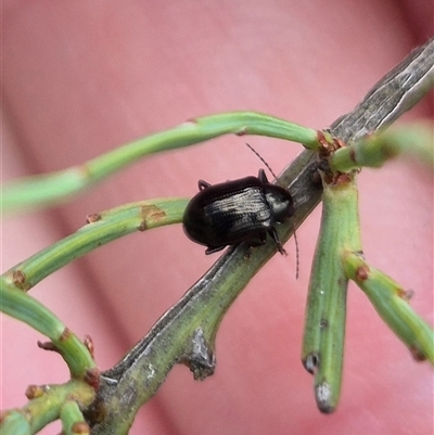 Rhyparida halticoides (Leaf beetle) at Primrose Valley, NSW - 12 Jan 2025 by clarehoneydove