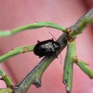 Rhyparida halticoides at Primrose Valley, NSW - 12 Jan 2025