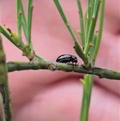 Rhyparida halticoides at Primrose Valley, NSW - 12 Jan 2025 03:30 PM
