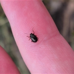 Rhyparida halticoides at Primrose Valley, NSW - 12 Jan 2025