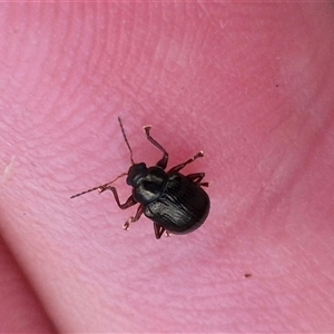 Rhyparida halticoides at Primrose Valley, NSW - 12 Jan 2025