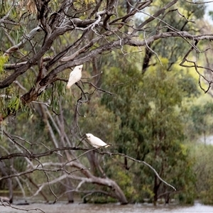 Cacatua sanguinea at Loxton, SA - 26 Oct 2022 11:02 AM