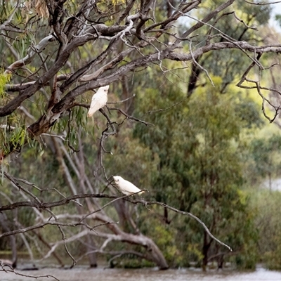 Cacatua sanguinea (Little Corella) at Loxton, SA - 26 Oct 2022 by AlisonMilton