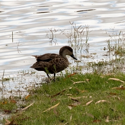 Anas gracilis (Grey Teal) at Loxton, SA - 26 Oct 2022 by AlisonMilton