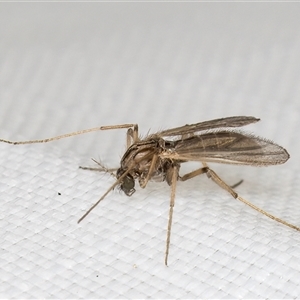 Chironomidae (family) (Non-biting Midge) at Melba, ACT by kasiaaus