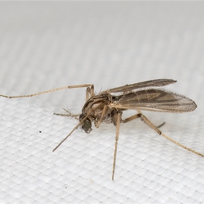 Chironomidae (family) (Non-biting Midge) at Melba, ACT - 10 Jan 2025 by kasiaaus