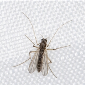 Chironomidae (family) at Melba, ACT - 10 Jan 2025 11:20 PM