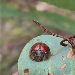 Paropsisterna bimaculata (Tasmanian Eucalyptus Leaf Beetle) at Primrose Valley, NSW - 12 Jan 2025 by clarehoneydove