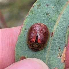 Paropsisterna bimaculata at Primrose Valley, NSW - 12 Jan 2025 03:25 PM