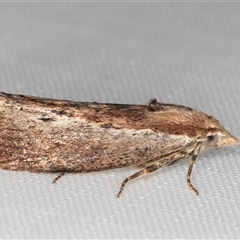 Galleria mellonella (Greater Wax Moth) at Melba, ACT - 10 Jan 2025 by kasiaaus