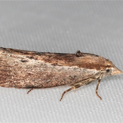 Galleria mellonella (Greater Wax Moth) at Melba, ACT - 10 Jan 2025 by kasiaaus