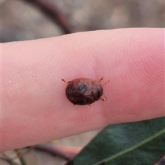 Trachymela sp. (genus) (Brown button beetle) at Primrose Valley, NSW - 12 Jan 2025 by clarehoneydove