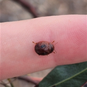 Trachymela sp. (genus) (Brown button beetle) at Primrose Valley, NSW by clarehoneydove