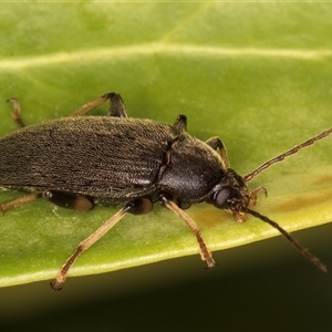 Homotrysis macleayi (Comb-clawed beetle) at Melba, ACT by kasiaaus