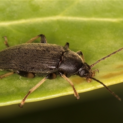 Homotrysis macleayi (Comb-clawed beetle) at Melba, ACT - 10 Jan 2025 by kasiaaus