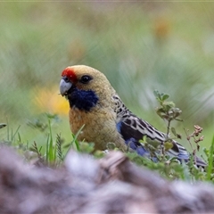 Platycercus elegans flaveolus (Yellow Rosella) at Loxton, SA - 26 Oct 2022 by AlisonMilton