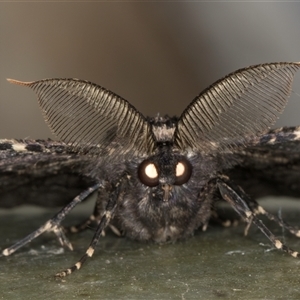 Pholodes sinistraria (Sinister or Frilled Bark Moth) at Melba, ACT by kasiaaus