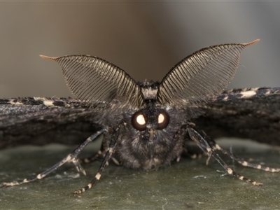 Pholodes sinistraria (Sinister or Frilled Bark Moth) at Melba, ACT - 10 Jan 2025 by kasiaaus