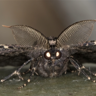 Pholodes sinistraria (Sinister or Frilled Bark Moth) at Melba, ACT - 10 Jan 2025 by kasiaaus