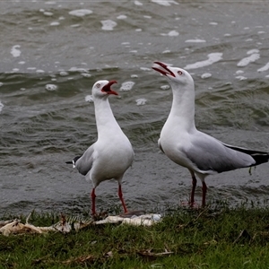 Chroicocephalus novaehollandiae (Silver Gull) at Barmera, SA by AlisonMilton