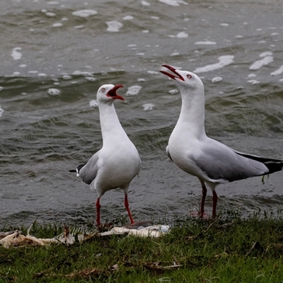 Chroicocephalus novaehollandiae (Silver Gull) at Barmera, SA - 26 Oct 2022 by AlisonMilton