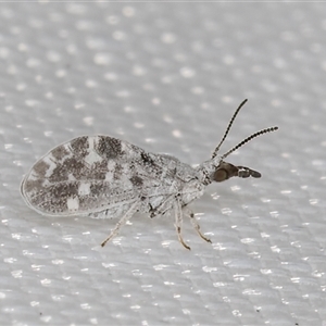 Heteroconis maculata (A dusky lacewing) at Melba, ACT by kasiaaus