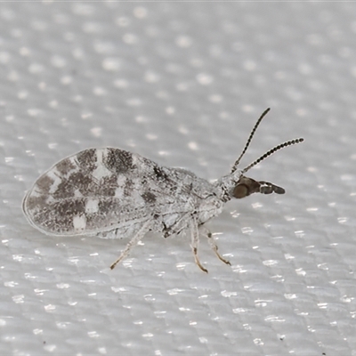 Heteroconis maculata (A dusky lacewing) at Melba, ACT - 10 Jan 2025 by kasiaaus