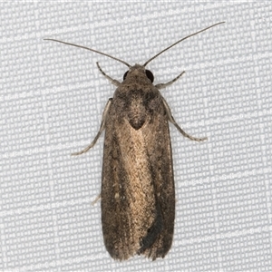 Athetis tenuis (Plain Tenuis Moth) at Melba, ACT by kasiaaus