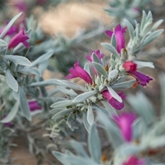 Unidentified Other Shrub at Waikerie, SA - 26 Oct 2022 by AlisonMilton