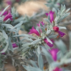 Unidentified Other Shrub at Waikerie, SA by AlisonMilton