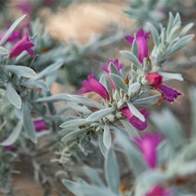 Unverified Other Shrub at Waikerie, SA - 27 Oct 2022 by AlisonMilton